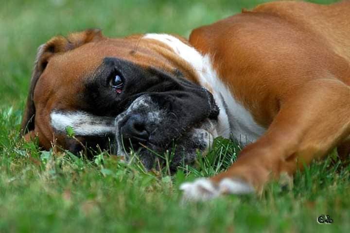 BOXER