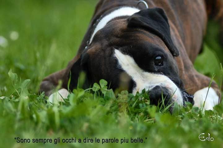 BOXER