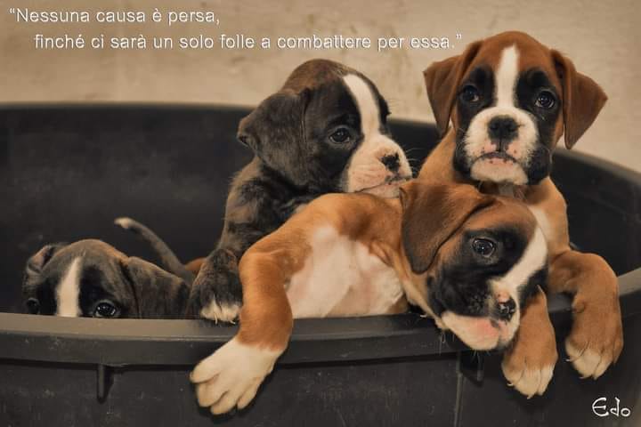 BOXER