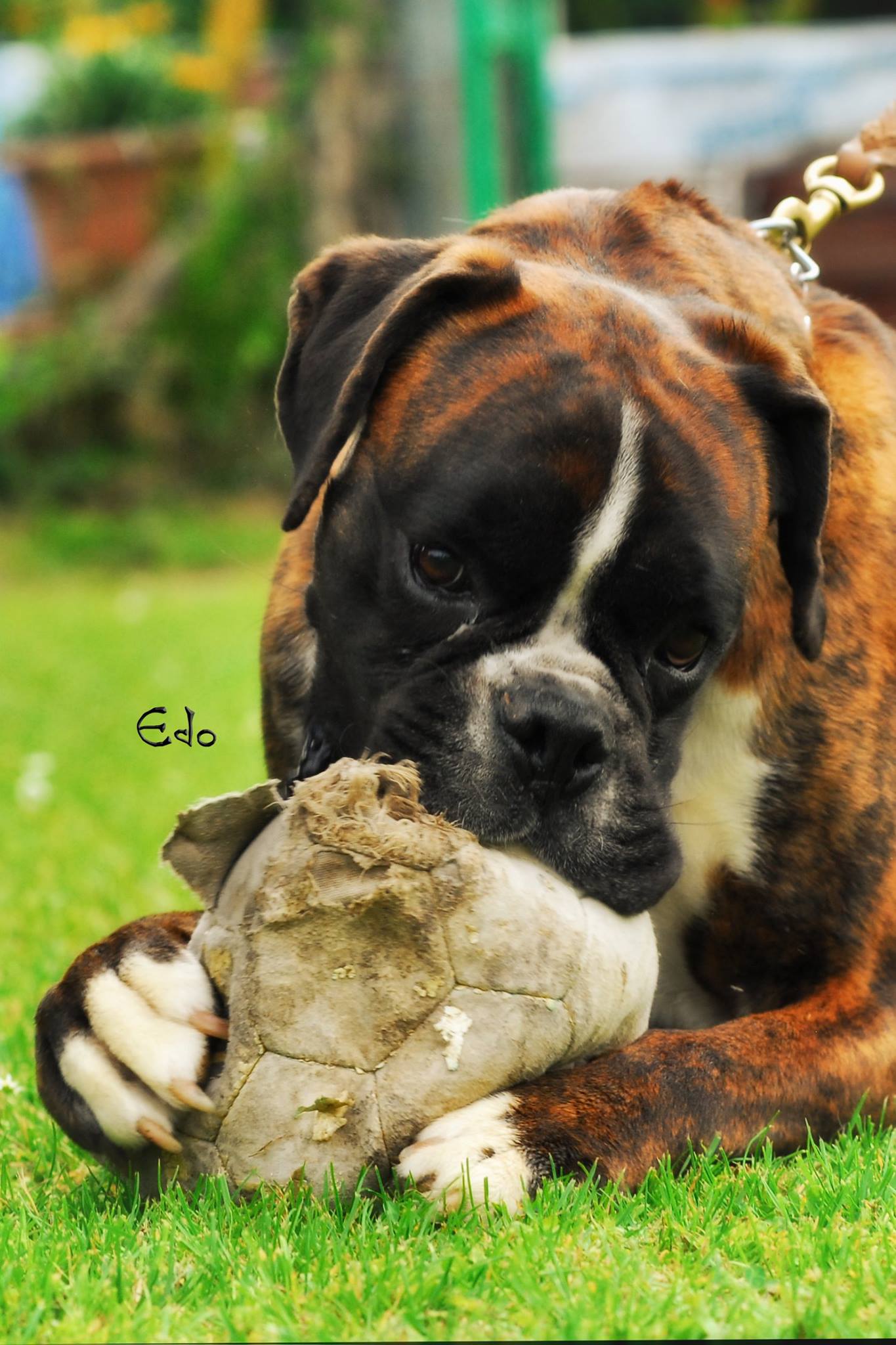 BOXER