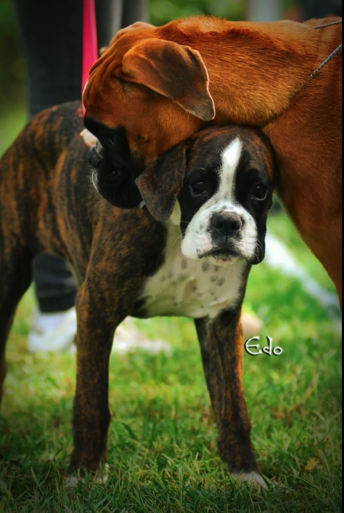 BOXER
