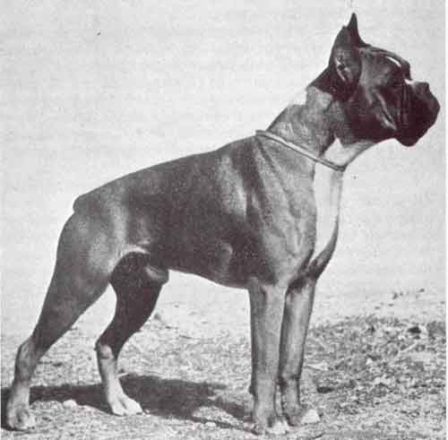 Cocco dei Dogi di Venezia